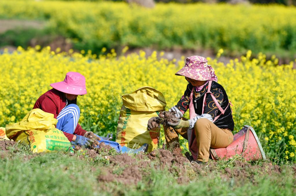 Consolidación de logros de alivio de pobreza y promoción de revitalización rural en Guizhou