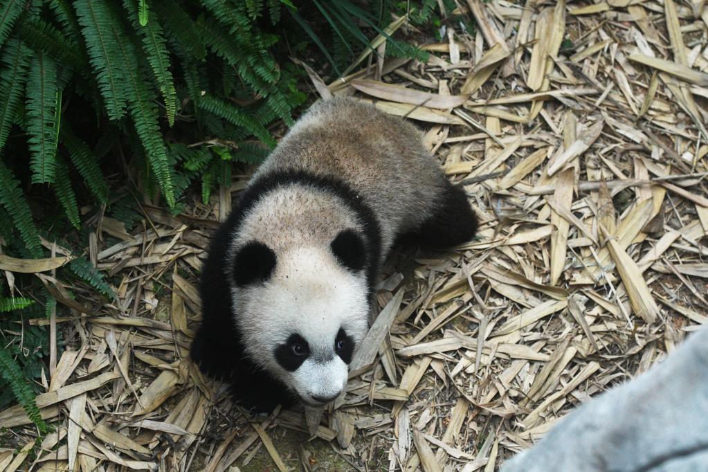 Singapur: Cachorro de panda gigante Le Le con su madre Jia Jia en parque de vida silvestre Maravillas del Río