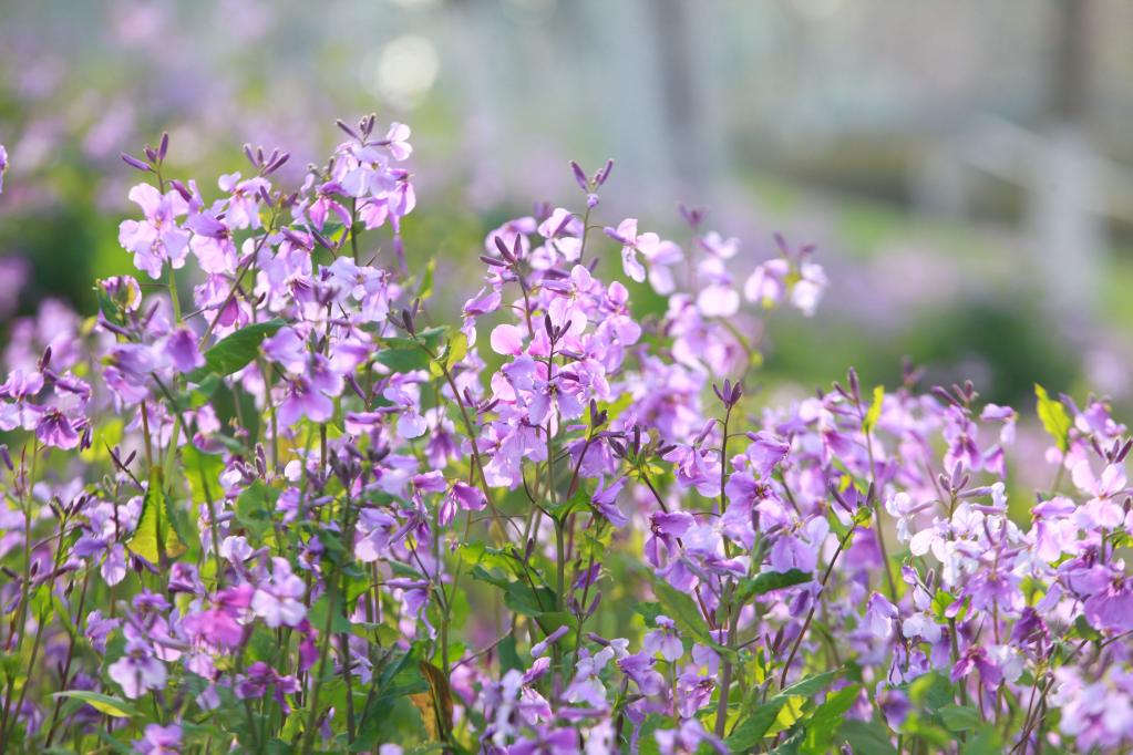 Flores florecen en China