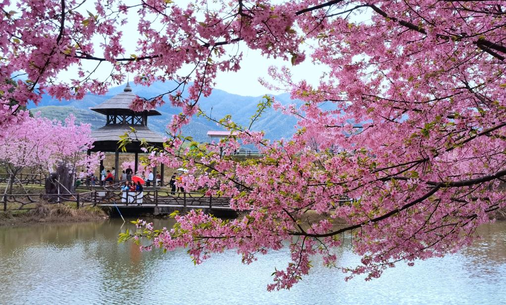 Flores de cerezo en Changning, Hunan