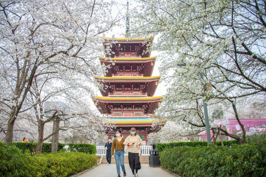 Turistas se divierten en un jardín de cerezos en Wuhan, Hubei