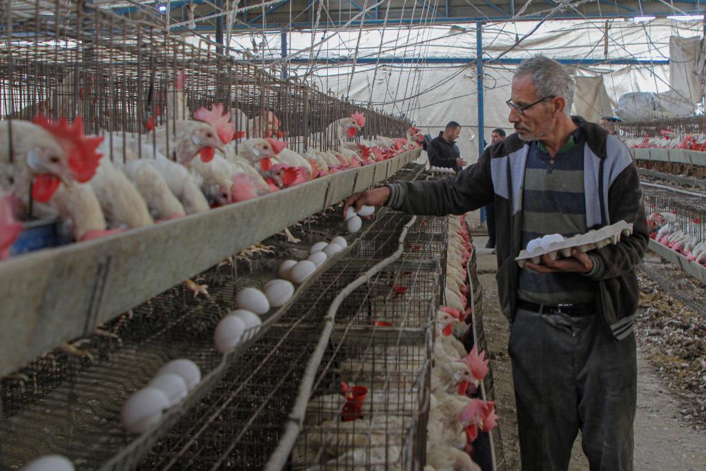 Granja de gallinas en la Ciudad de Gaza