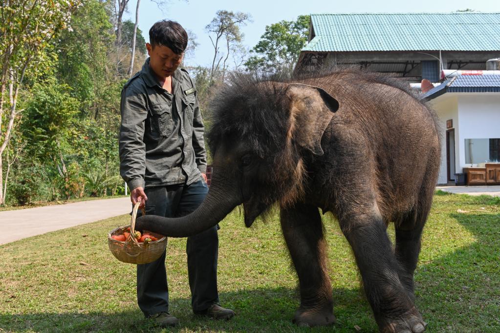 Rescate de una cría de elefante abandonada en Xishuangbanna, Yunnan