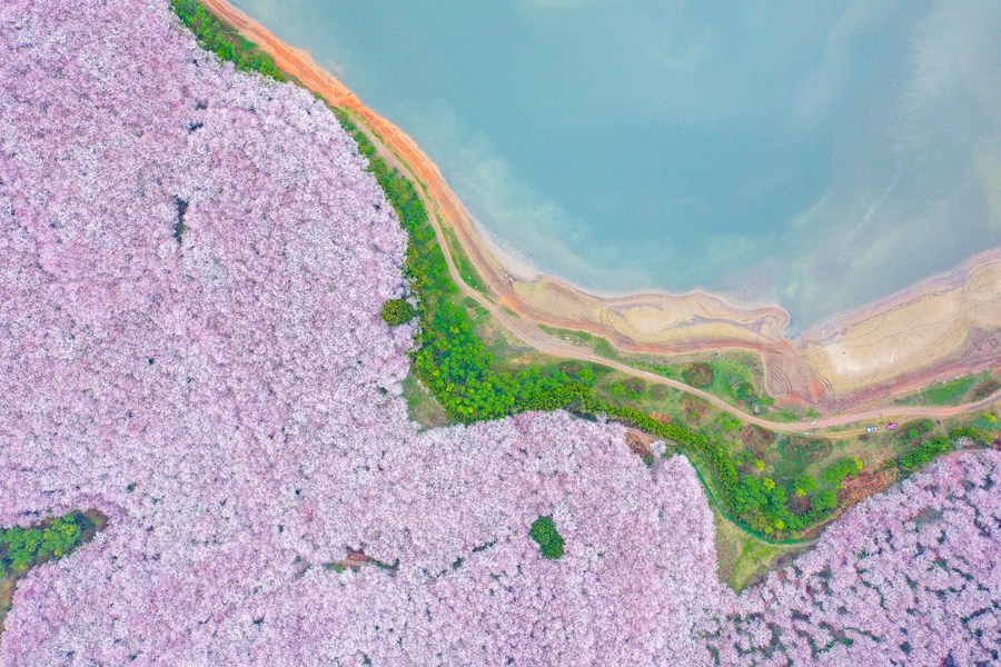 700.000 cerezos en plena floración en Guizhou, suroeste de China