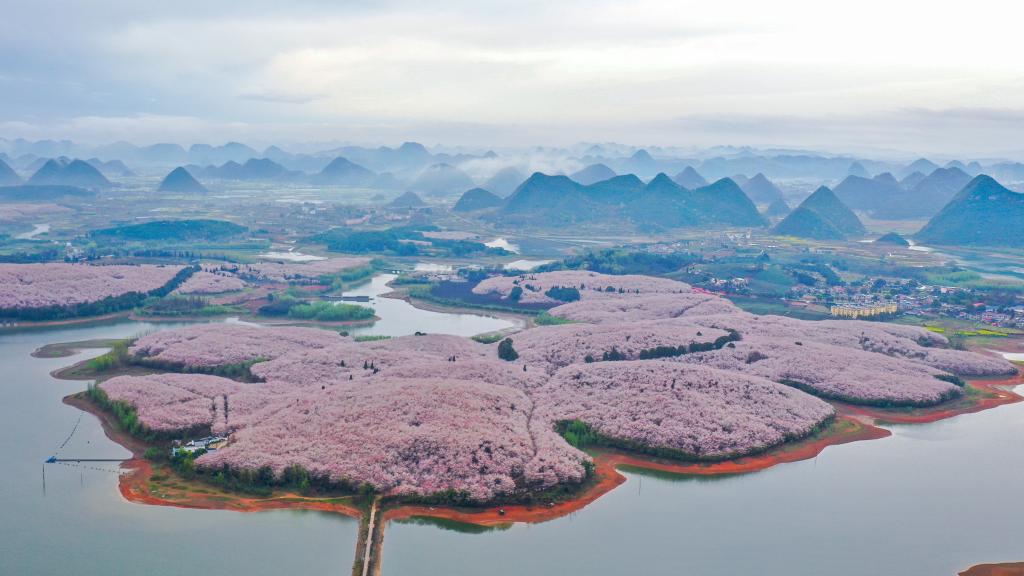Cerezos en flor en la Nueva Area de Guian, Guizhou