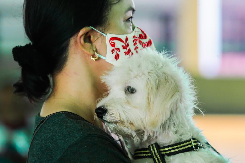 Vacunación antirrábica gratuita para mascotas en Filipinas