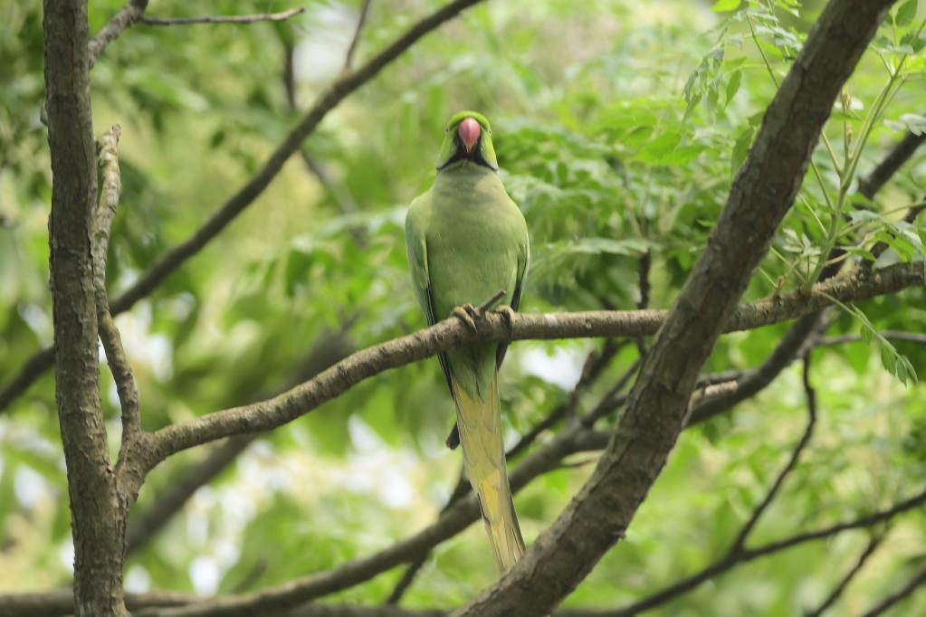 Aves en Assam, India