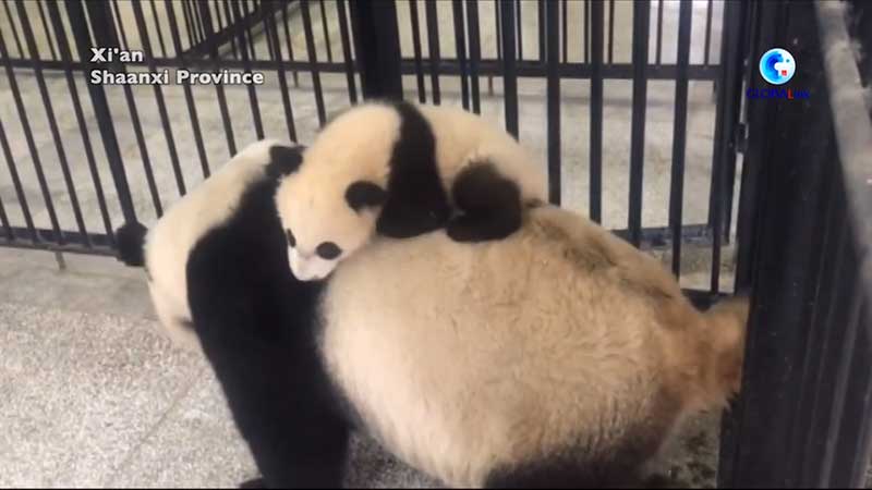 ¿Cómo interactúan los pandas gigantes con sus bebés?