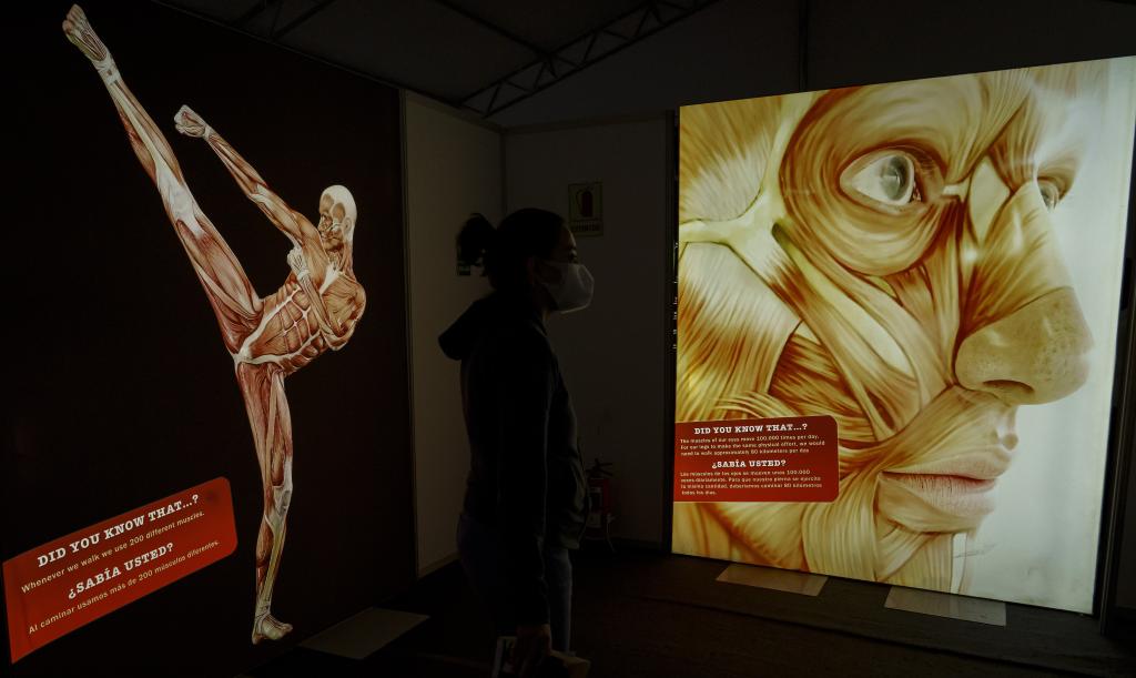 Exposición "Bodies Cuerpos Humanos Reales" en Quito, Ecuador