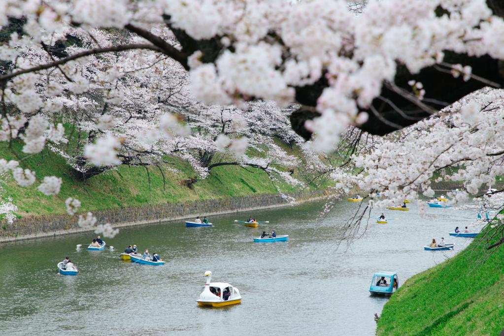 Paisaje de flores de cerezo en Tokio, Japón