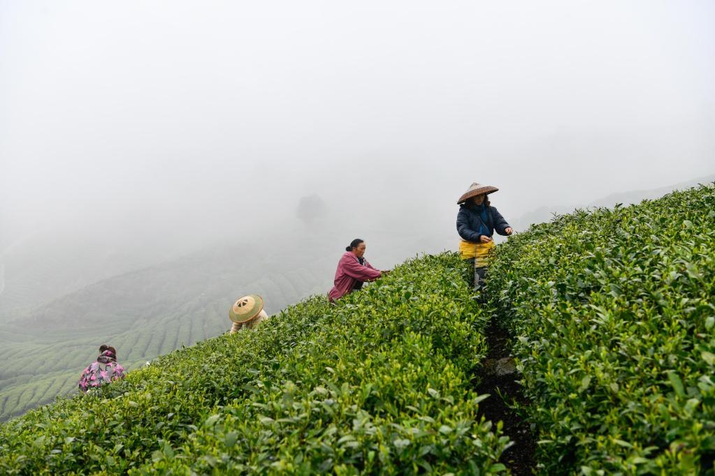 Guizhou: Cosecha de té está en pleno apogeo en municipio de Yunwu