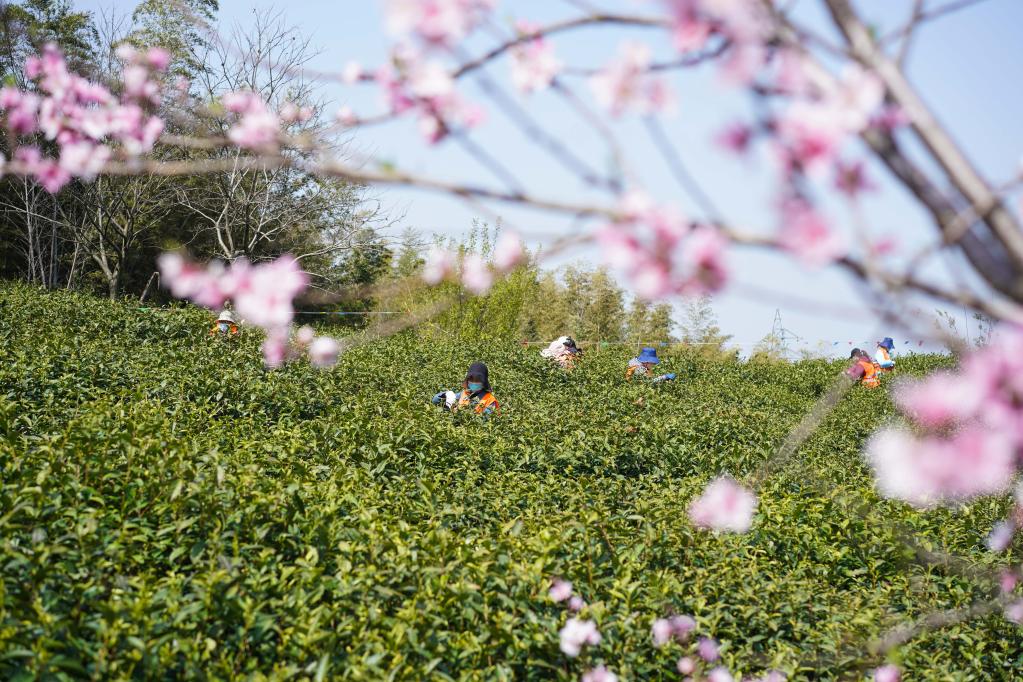 Nanjing: Trabajadores cosechan hojas de té