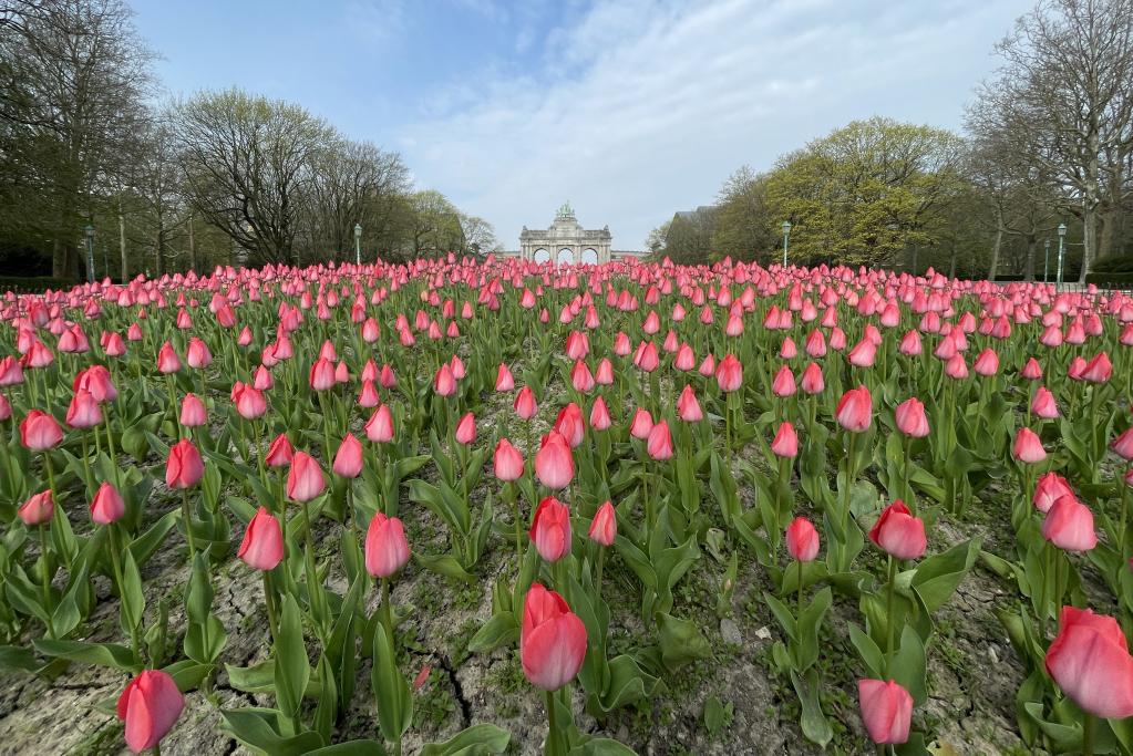 Tulipanes en Parque del Cincuentenario en Bruselas, Bélgica