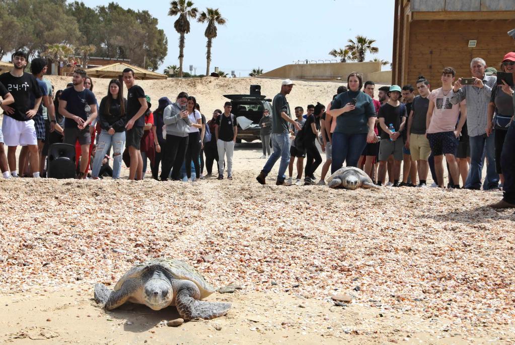 Israel: Dos hembras de tortuga boba liberadas en el mar Mediterráneo