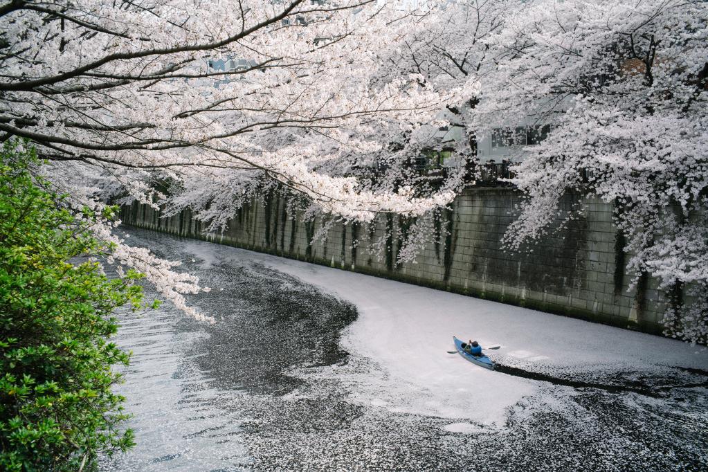 Flores de cerezos a lo largo del río Meguro en Tokio, Japón