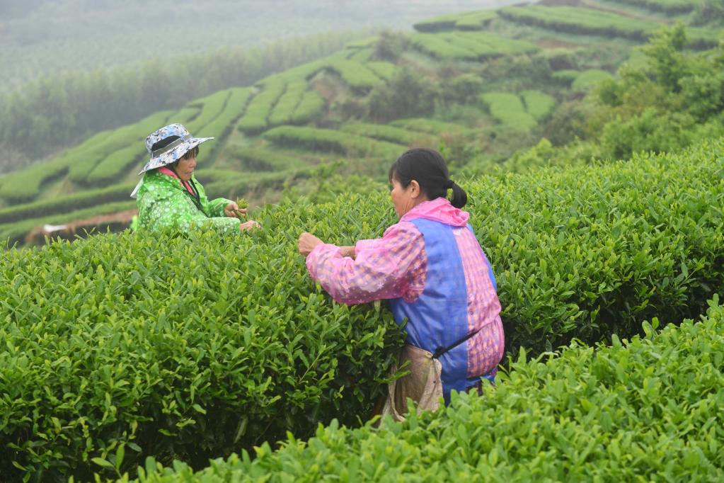 Guangxi: Agricultores recolectan hojas de té