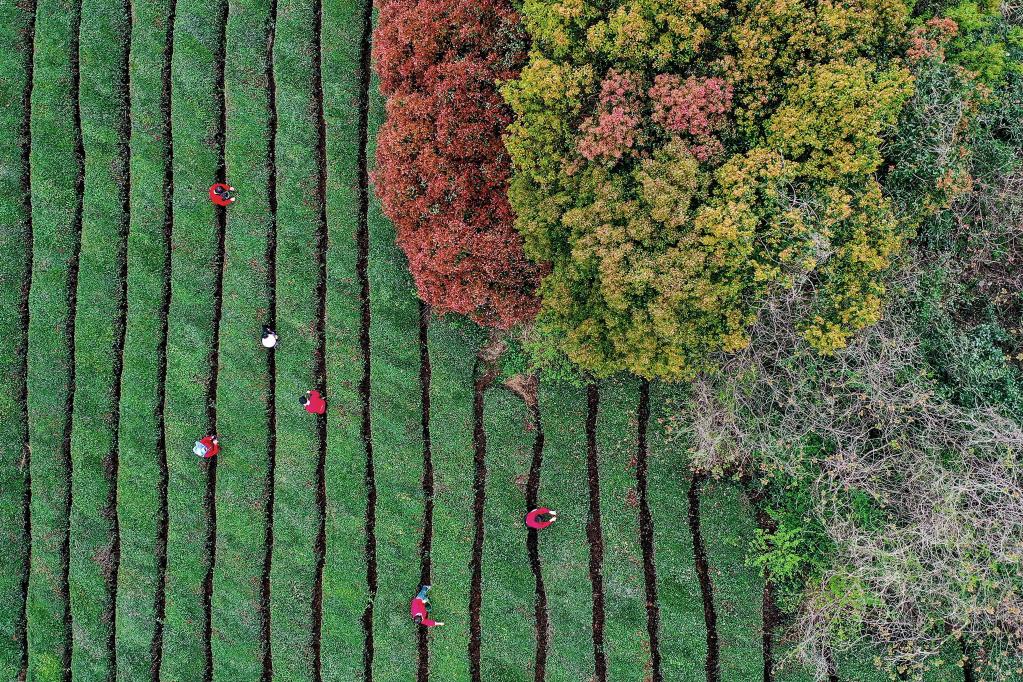 Zhejiang: Agricultores recolectan hojas de té en Yuyao