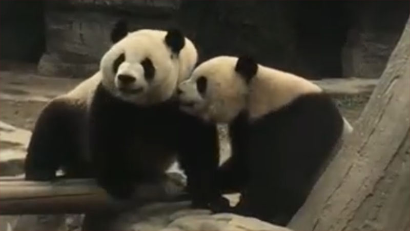"Pelea" entre pandas gigantes