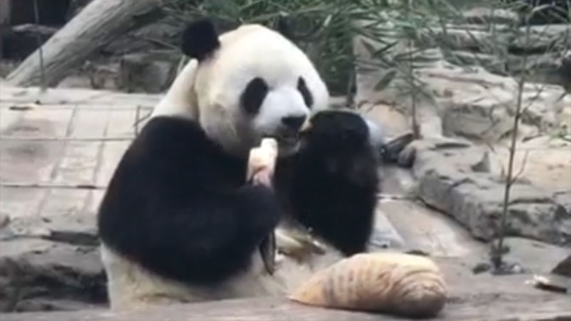Panda gigante come brotes de bambú