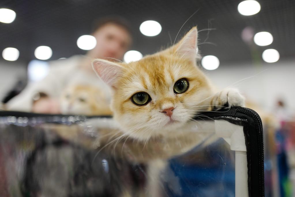 Exposición de gatos en Moscú, Rusia