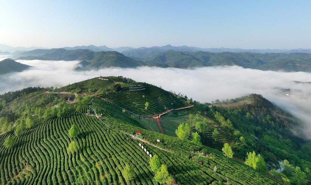 Shaanxi: Gobierno local de Pingli ha intensificado sus esfuerzos para impulsar la industria del té