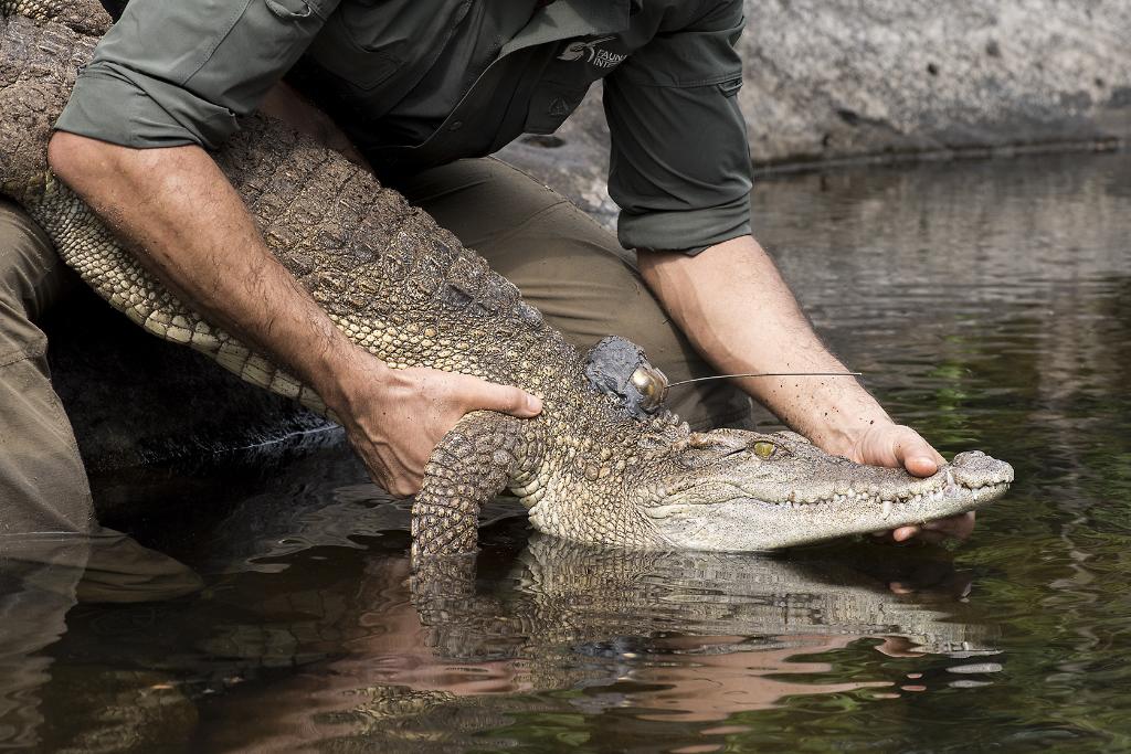 Conservacionista libera un cocodrilo siamés en la naturaleza en Koh Kong, Camboya