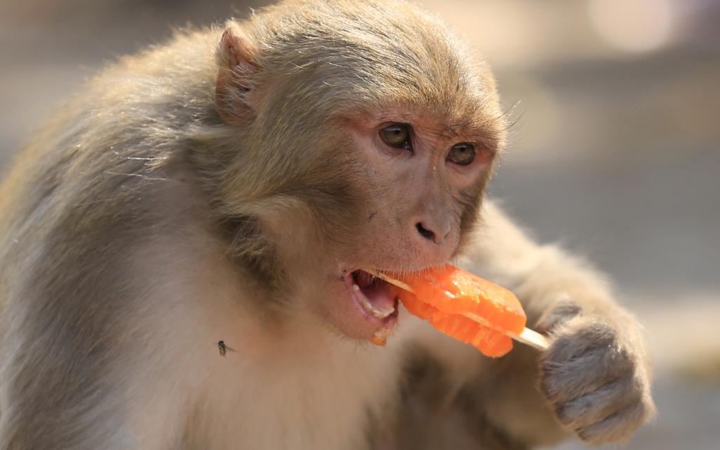 Monos en medio del clima caluroso en Jammu