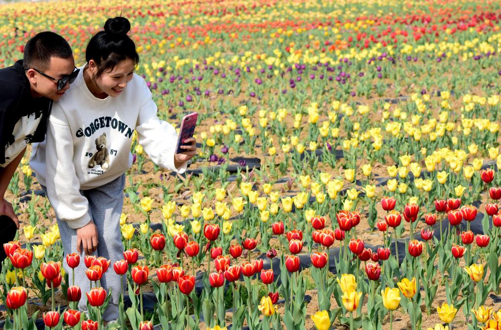 Henan: Turistas observan tulipanes en un lugar escénico en Suiping