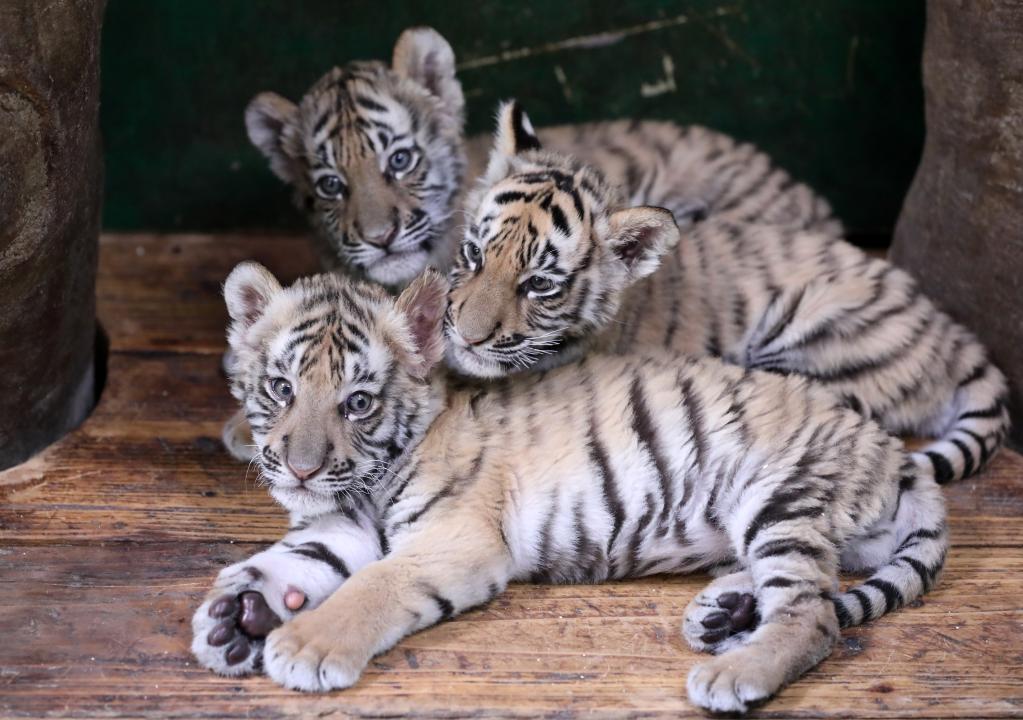 Guangdong: Cachorros de tigre de Bengala en Parque Safari Chimelong en Guangzhou