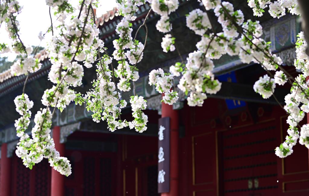 Flores de begonia en el Museo del Palacio en Beijing