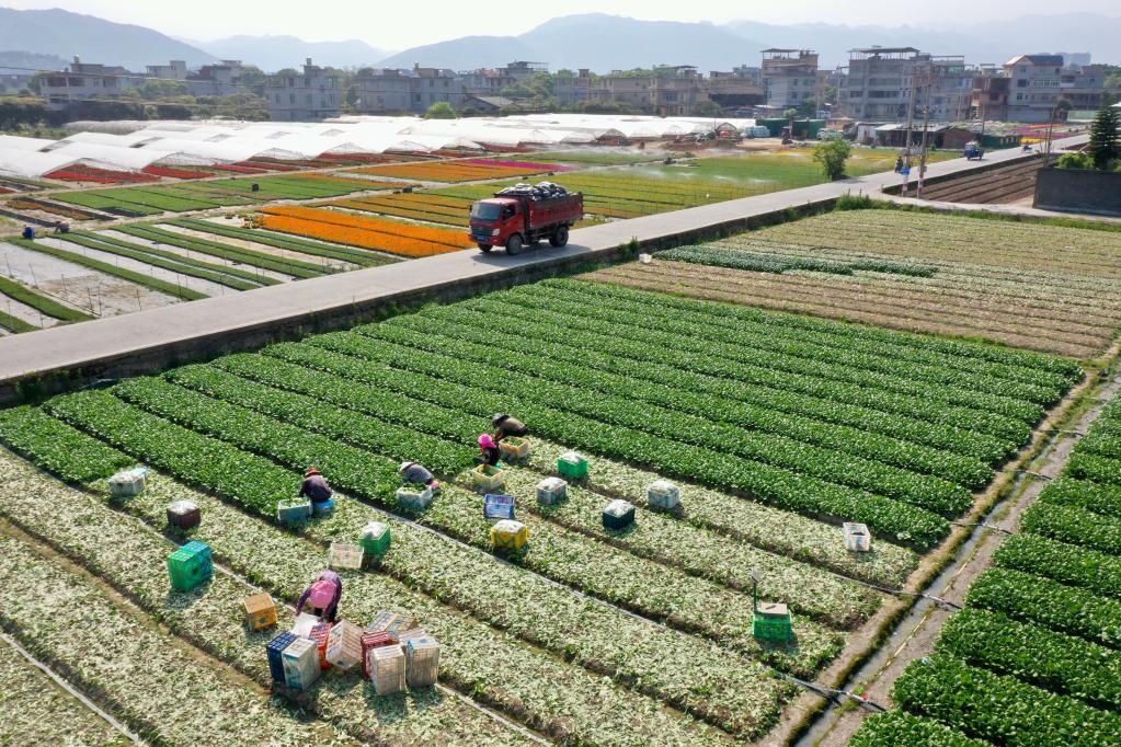 Base de plantación de vegetales y flores en Nantong, Fujian