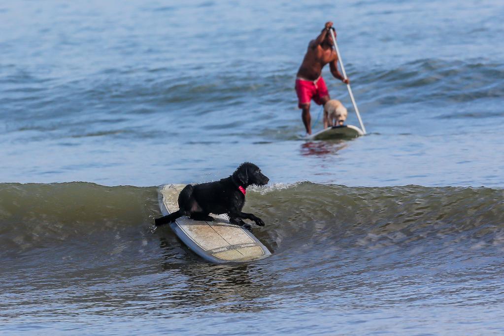 Filipinas: Surfista Mario Cardama Jr. y el perro Gordy surfean en una playa