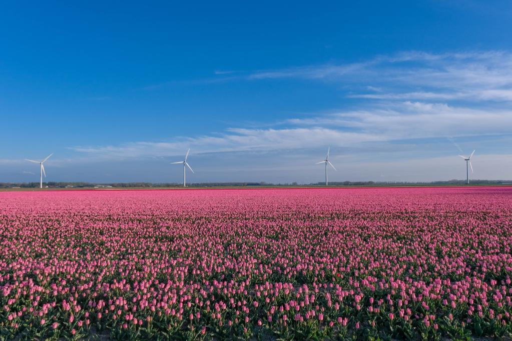 Campo de tulipanes en provincia de Flevoland, Holanda
