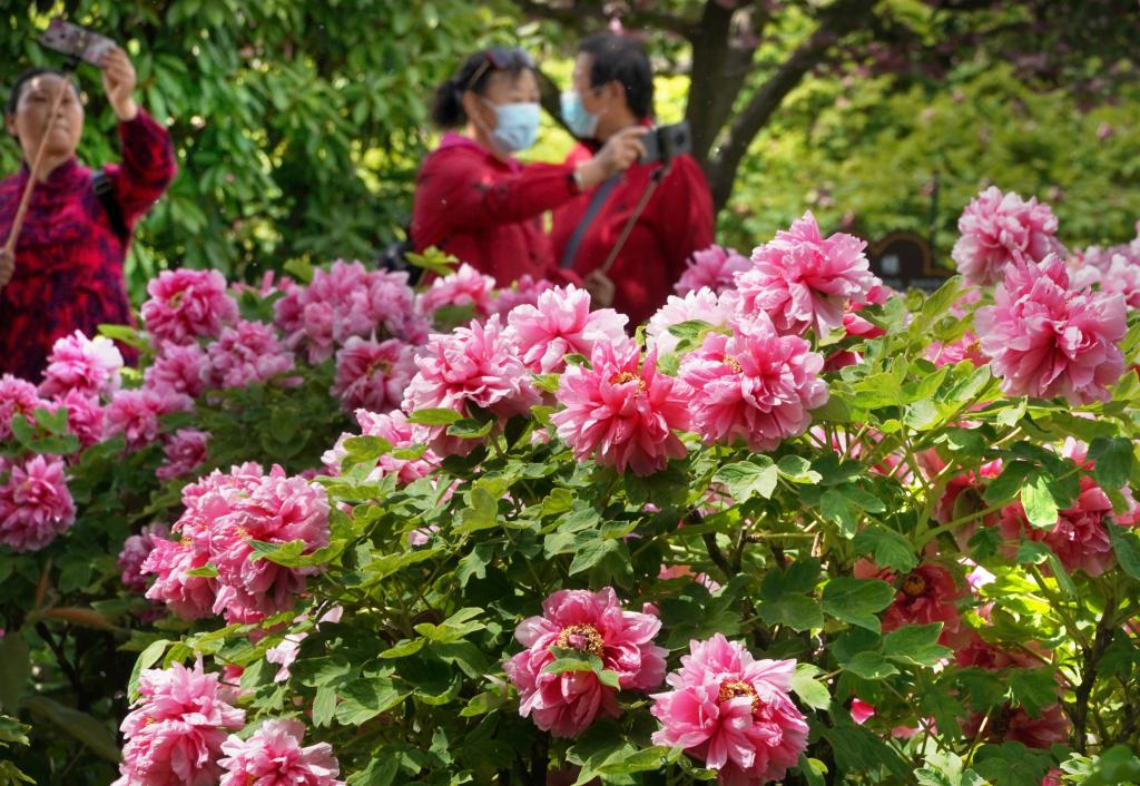Peonías florecientes en Luoyang, Henan