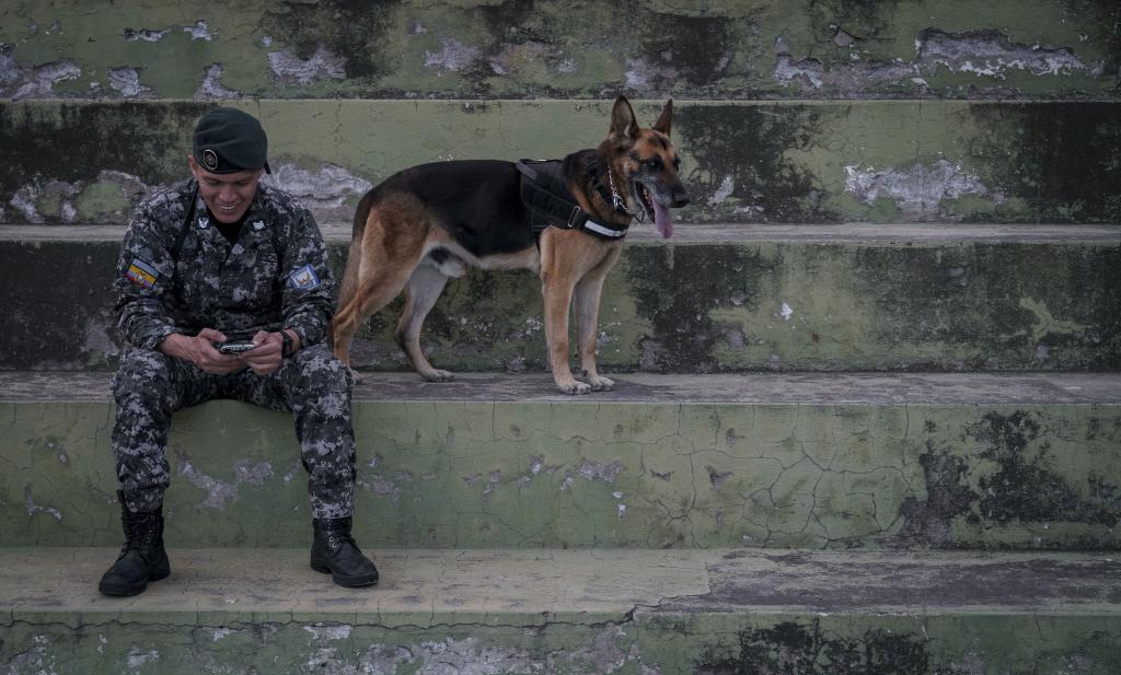 Perros exintegrantes del GIR de Policía Nacional de Ecuador