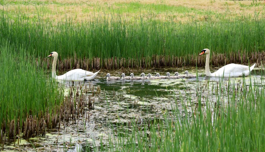 Henan: Pareja de cisnes vulgares y sus crías en un parque de humedales en Zhengzhou