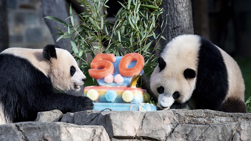 Zoológico Nacional del Smithsonian de EEUU celebra el 50 aniversario del programa del panda gigante
