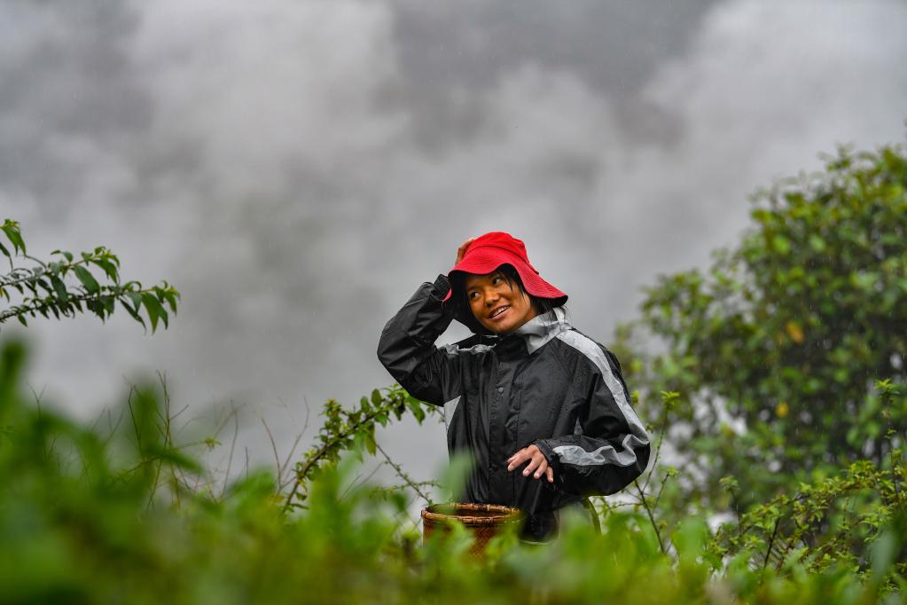 Cosechan hojas de té en Dexing, Tíbet