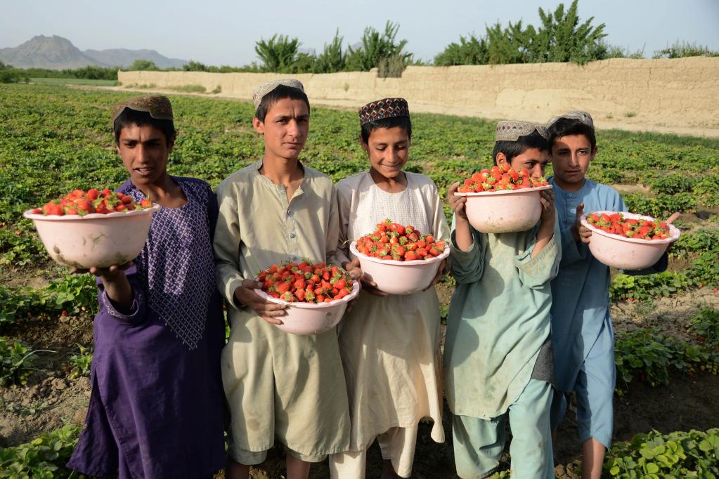 Afganistán: Agricultores cosechan fresas en un campo