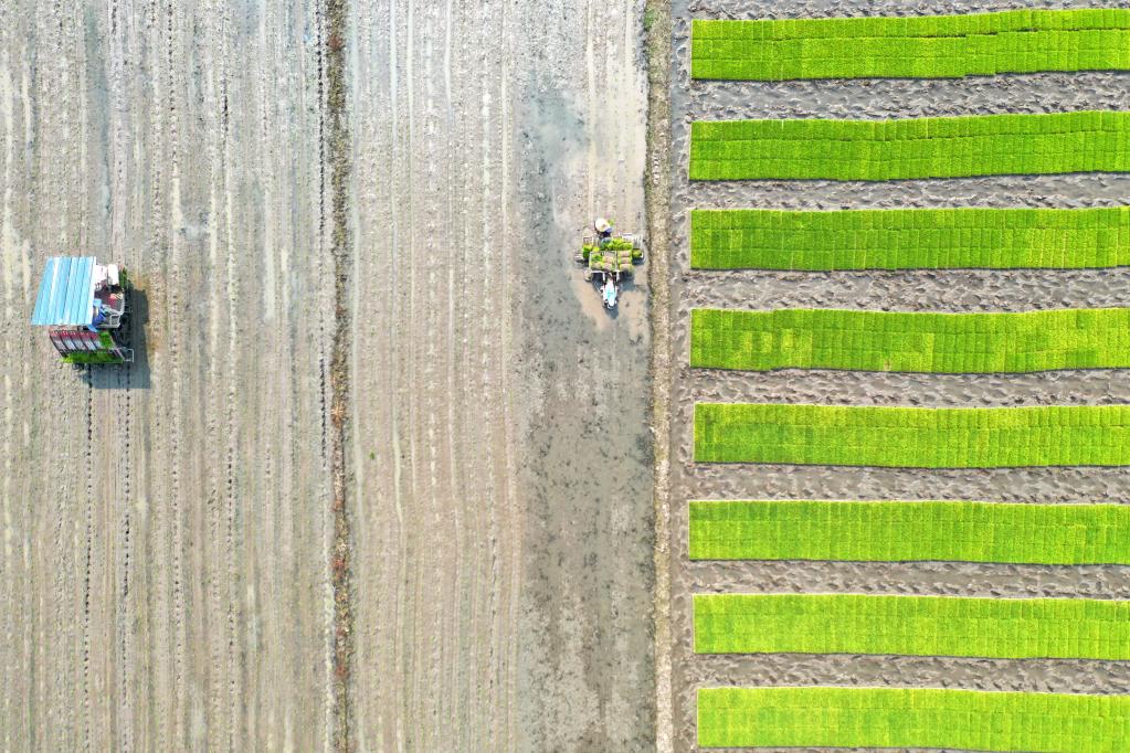 Agricultura de primavera en China