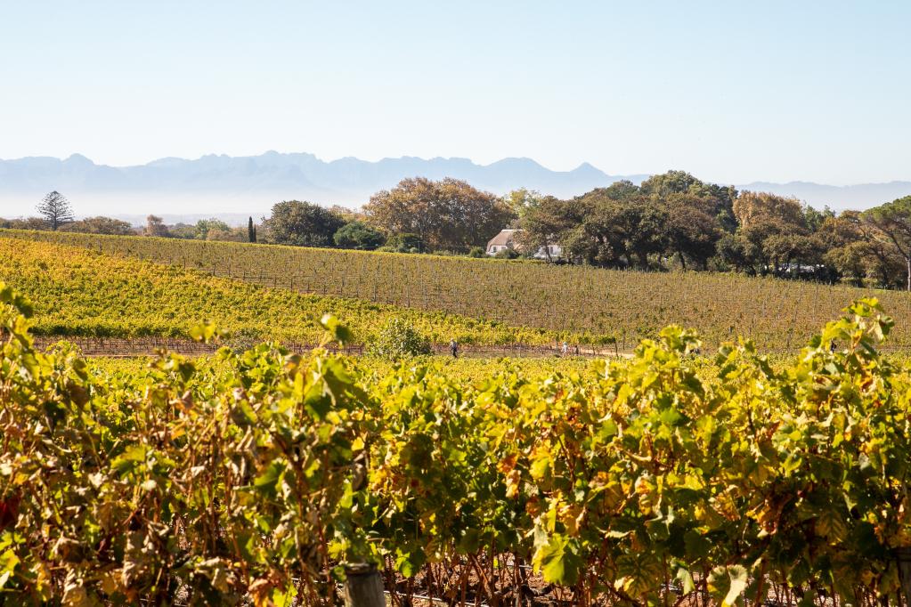 Groot Constantia, la granja vinícola más Antigua de Sudáfrica