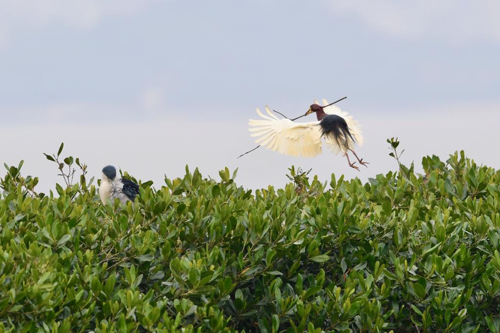 Fujian: Garzas en un bosque de manglares en Fuqing