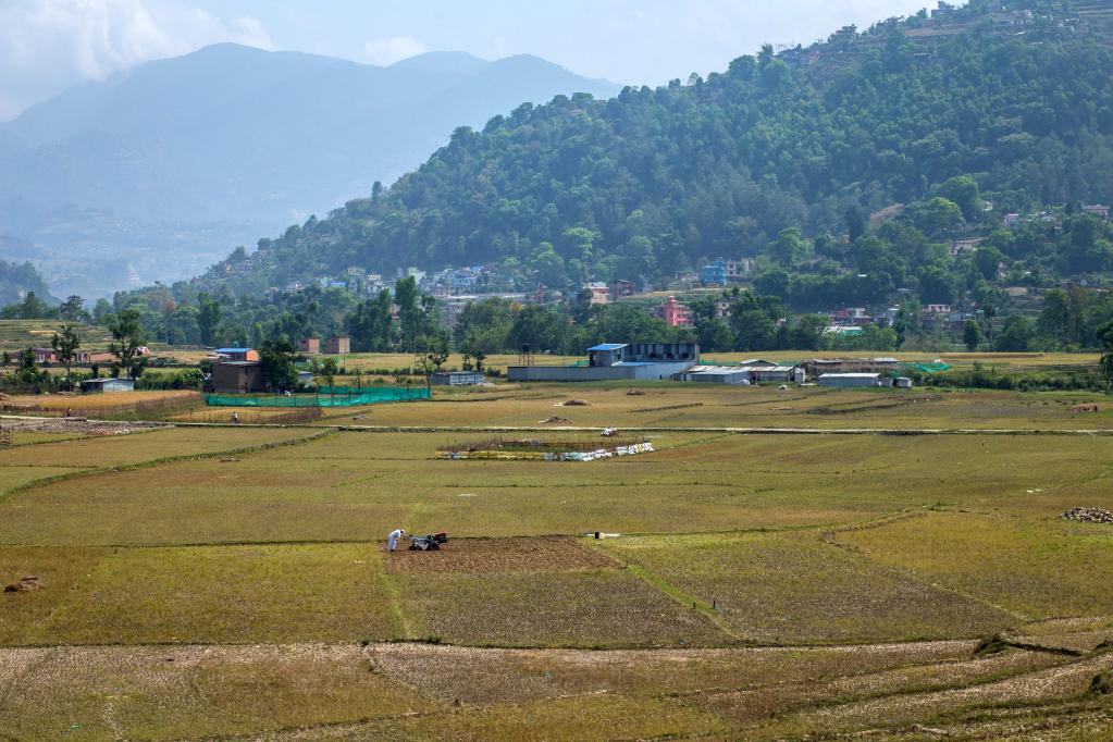 Nepal: Agricultor ara el campo en Khokana de Lalitpur