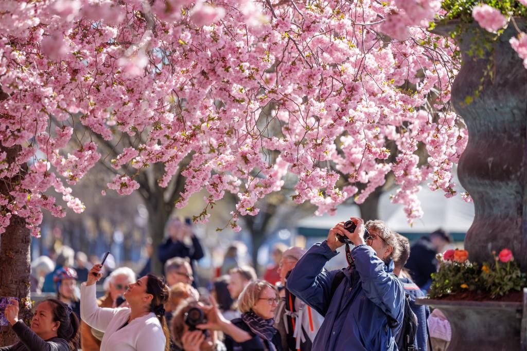 Flores de cerezo en Estocolmo, Suecia