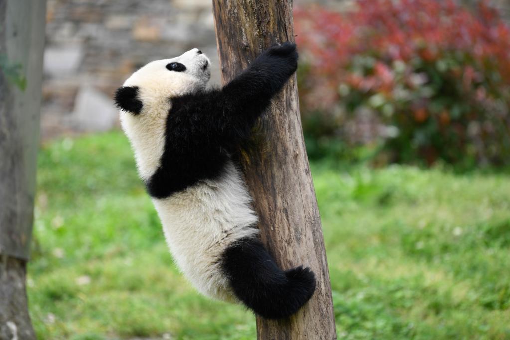 Sichuan: Base de Shenshuping del Centro de Conservación e Investigación de China para el Panda Gigante en Wolong
