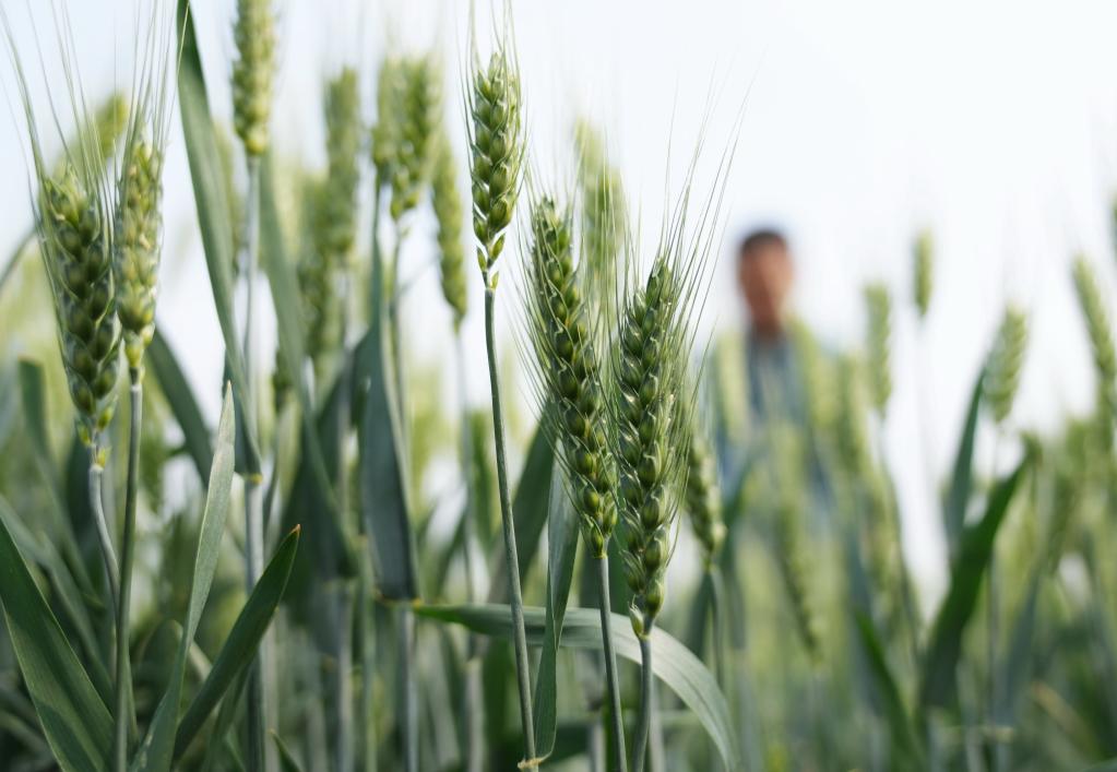 Hebei: Agricultores trabajan en un campo de trigo