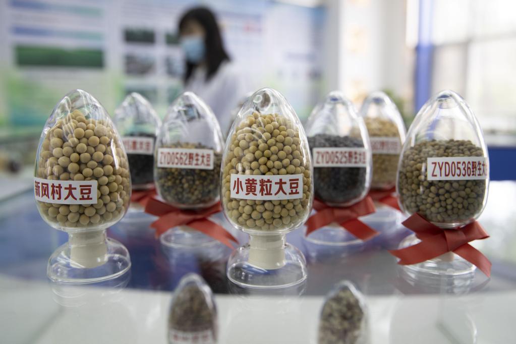 Banco de semillas para cultivos de regiones frías en Heilongjiang
