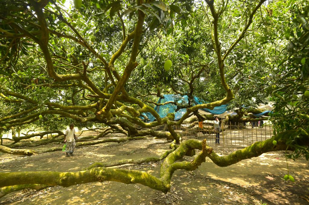 Antiguo árbol de mango en Thakurgaon, Bangladesh