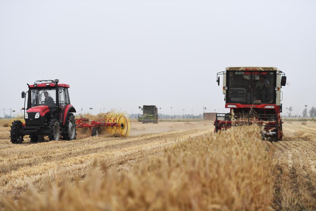 Henan: Agricultores cosechan trigo en campos del poblado de Huyang