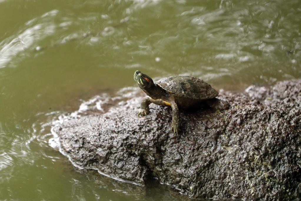 Honduras: Una tortuga en una laguna en Santa Lucía